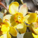 Red-berry Barberry