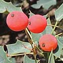 Red-berry Barberry