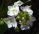 Water Speedwell