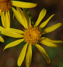 Sand Wash Groundsel