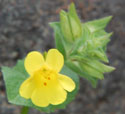 Seep Monkey Flower