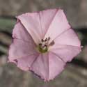 Field Bindweed