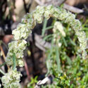 Fringed Amaranth