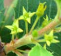 Holly-leaf Buckthorn