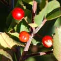 Holy-leaf Buckthorn