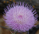 New Mexico Thistle