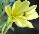 Hooker's Evening Primrose