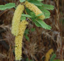 Velvet Mesquite