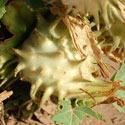 Desert Thorn-apple