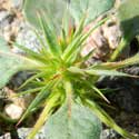 Devil's Spine Flower