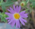 Bigelow's Tansy Aster