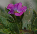 Seaside Petunia