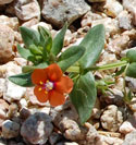 Scarlet Pimpernel