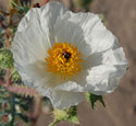 Prickly Poppy