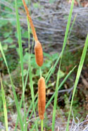 Southern Cattail