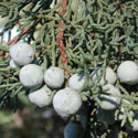 Aligator Juniper