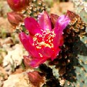 Beavertail Prickly-Pear