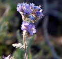 Blue Phacelia