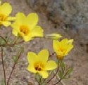 Golden Linanthus