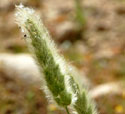 Rabbitfoot Grass