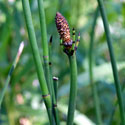 Common Scouring Rush