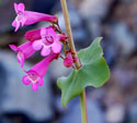 penstemon