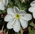 Tufted Evening Primrose