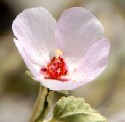 Rock Hibiscus