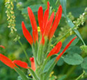 Lesser Indian Paintbrush