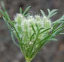 American Wild Carrot