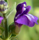 Mexican Skullcap