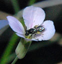 Boechera perennans