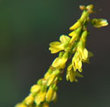 Yellow Sweet Clover