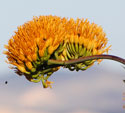 Golden-flowered Agave