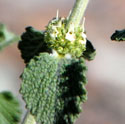 Horehound