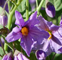 Purple Nightshade