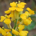 Western Wallflower