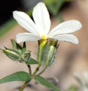 Desert Phlox