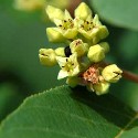 California Buckthorn