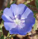 Dwarf Morning-glory