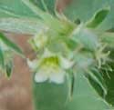 small white flower of Argythamnia