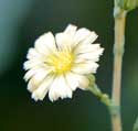 Prickly Lettuce