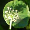 Small white flowers arranged into an umbel