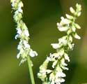 White Sweet Clover