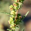 Slim-leaf Bur Ragweed