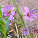 California Loosestrife