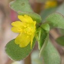 Common Purslane