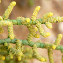 stems and flowers of Iodinebush, Allenrolfea occidentalis