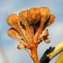 flower buds on White-stemmed Milkweed