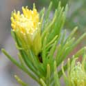 Pygmy Cedar